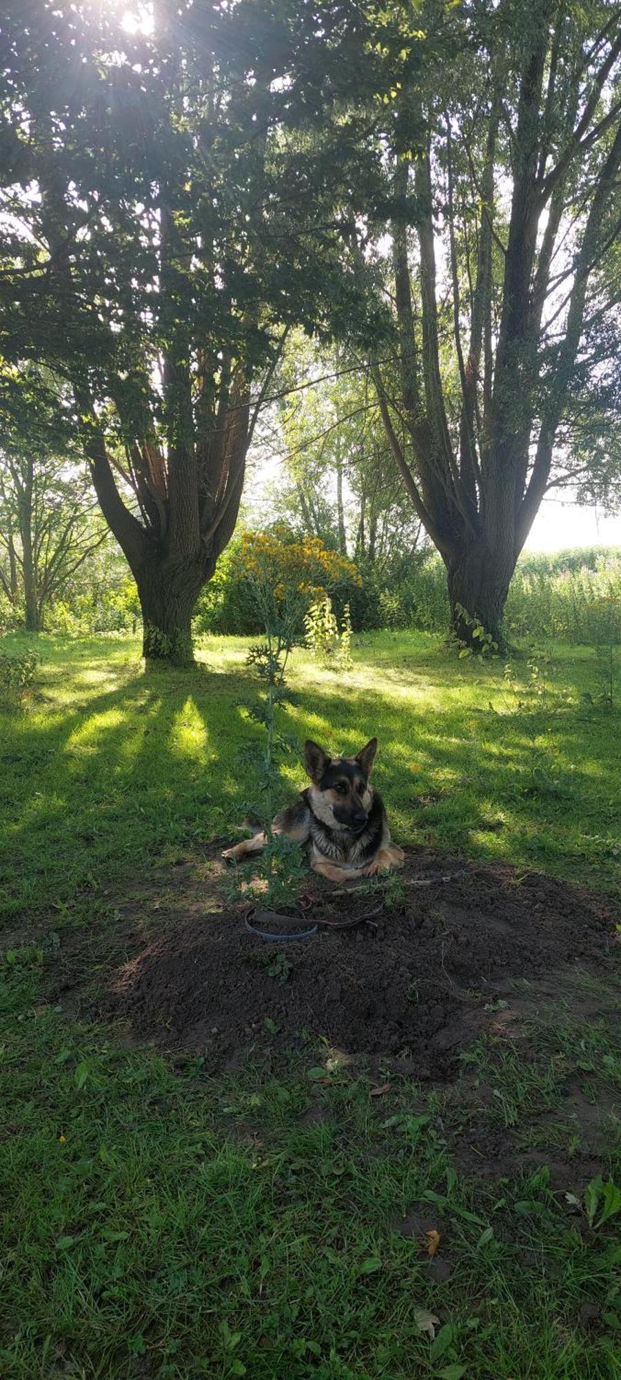 Camping Vergroening